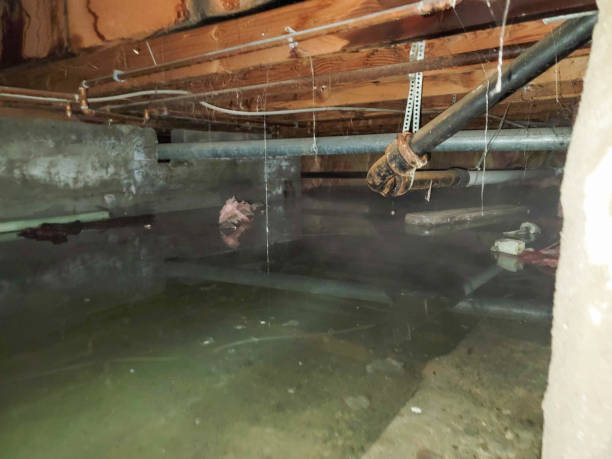 Best Water damage contractors near me  in Lewiston, UT